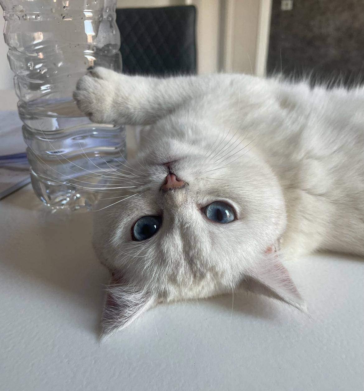 Chat blanc jouant avec une bouteille d'eau en plastique sur un bureau.