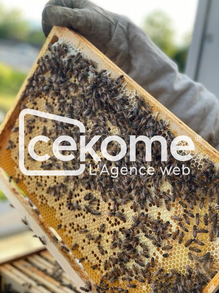 Cadre de ruche avec abeilles en activité recouvrant des alvéoles pleines de miel.