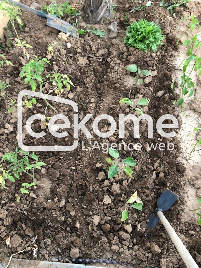 Jeunes plants en pleine terre avec étiquette de plantation dans un potager.