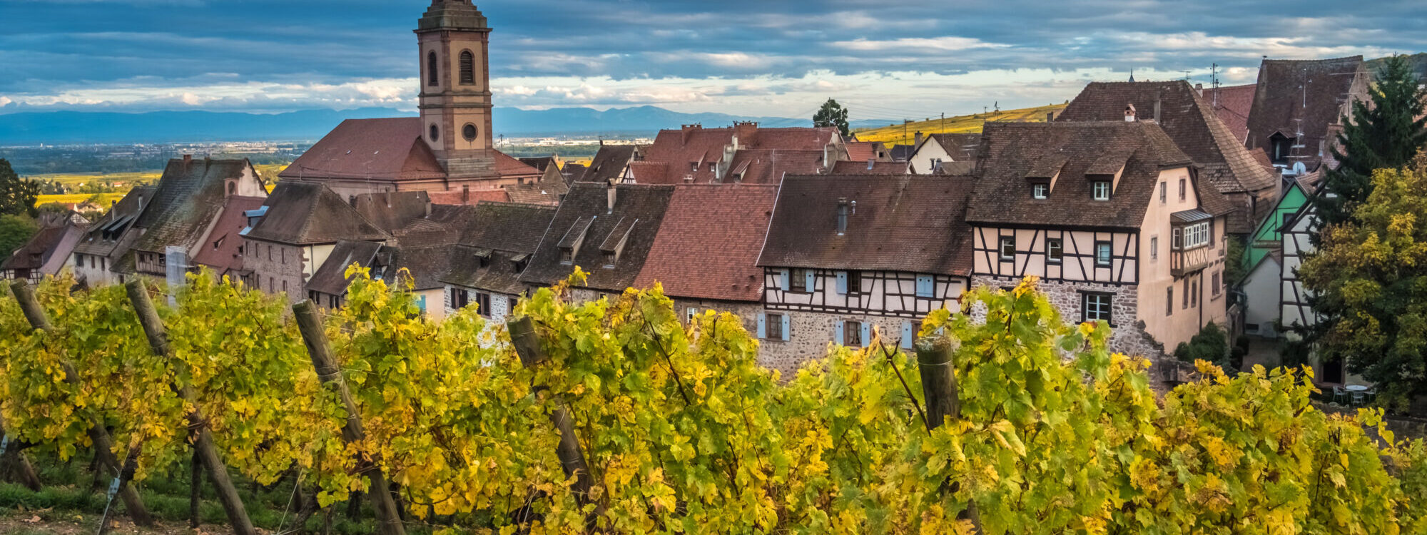 Vignoble devant un village avec maisons à colombages et clocher d'église.