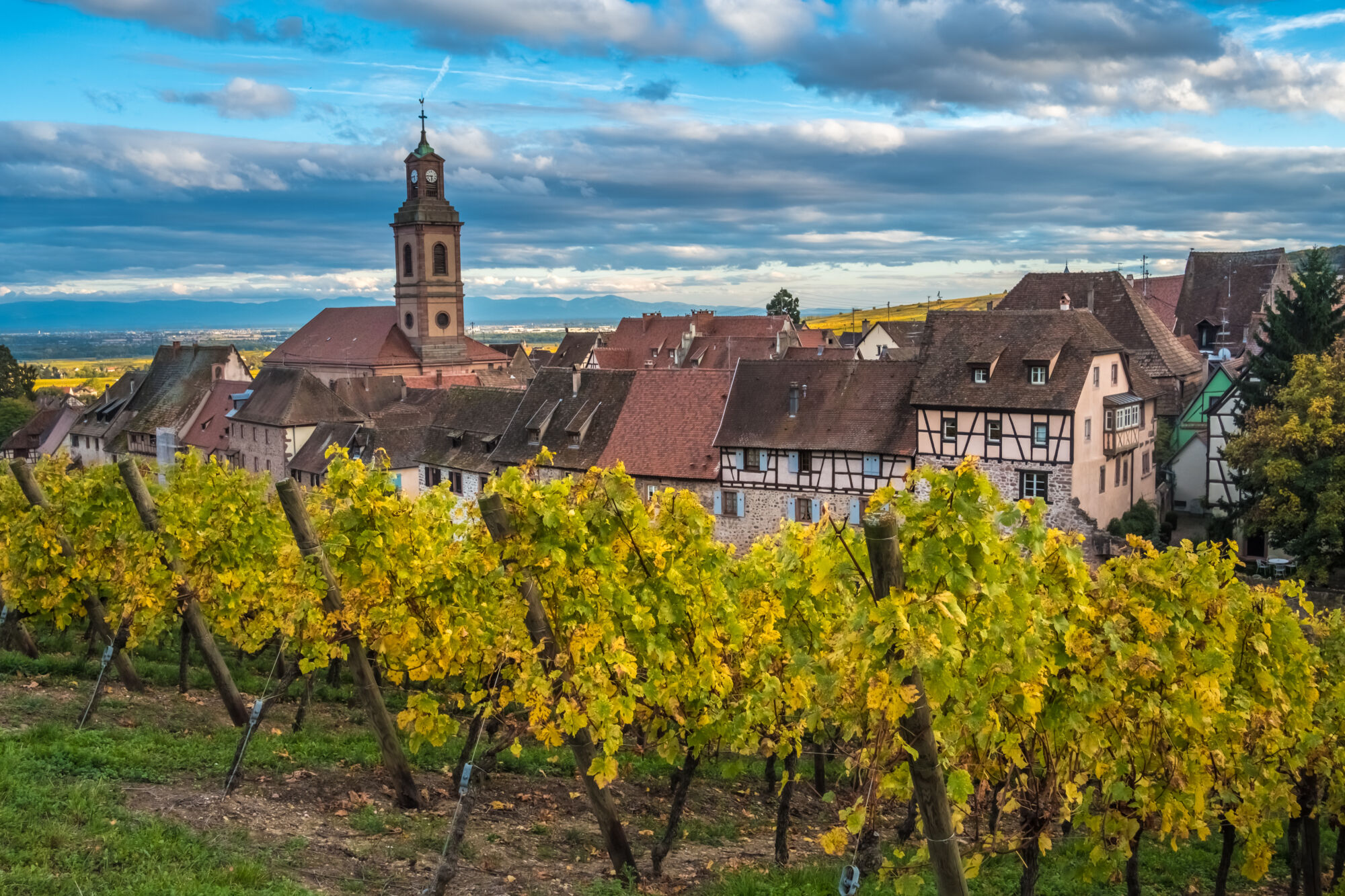 Vignoble devant un village avec maisons à colombages et clocher d'église.